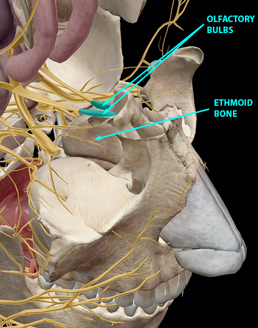 respiratory-relationships-nervous-system-ethmoid-bone